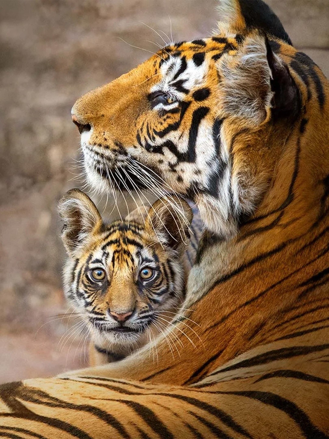 Another fox tiger 2024 3-4y 節分 鬼のパン Tiger Chinese Horoscope 2024: Chinese Zodiac Fortune and